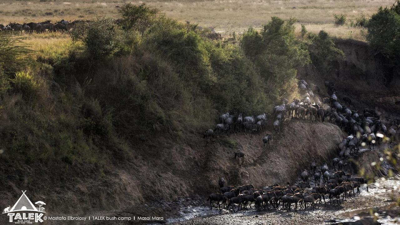 Talek Bush Camp , Masai Mara Hotel Exterior photo